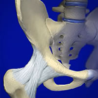 Hip Anatomy Joint Diagram