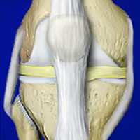 Knee Anatomy Joint Diagram