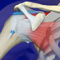 Shoulder Anatomy Joint Diagram